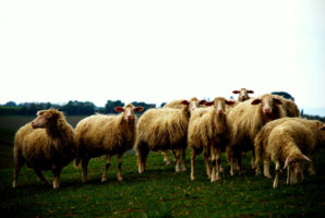 Schapen