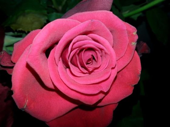 10521737_470912599716371_7682226299960479470_n